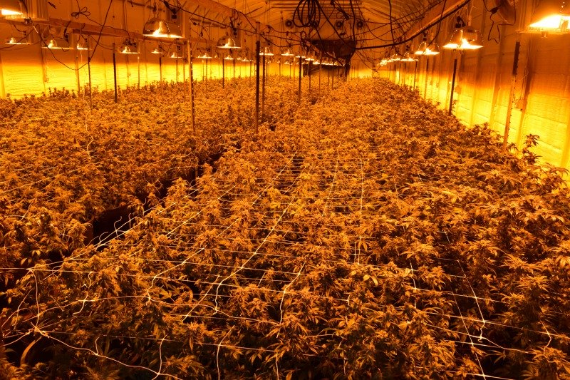 Cannabis-Anbau im Gemeinschaftsgarten