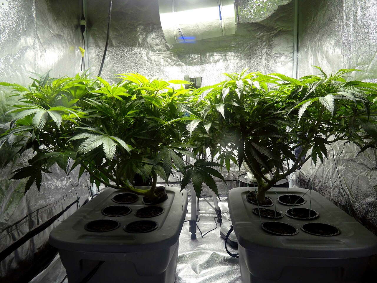 Cannabis indoor growing