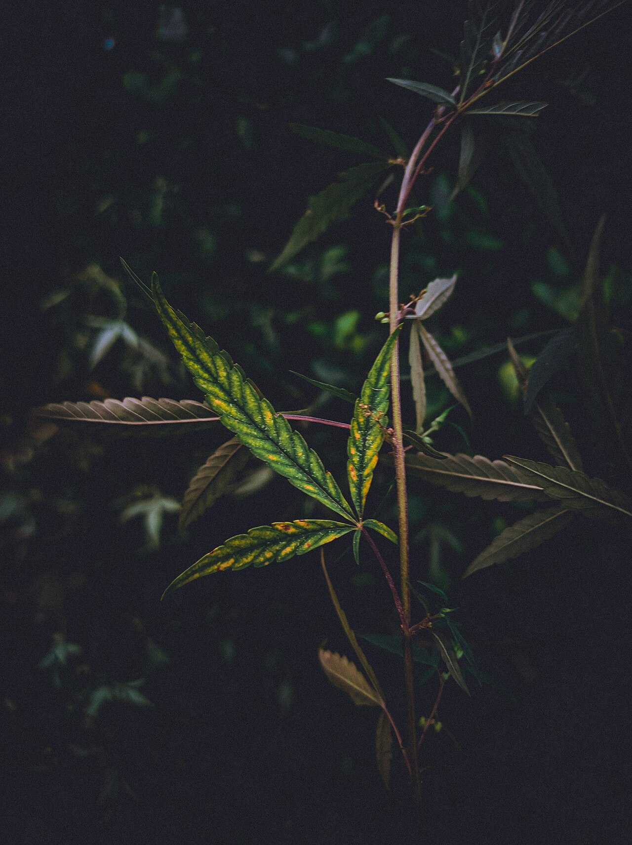 Cannabis-Blatt im Dunkeln
