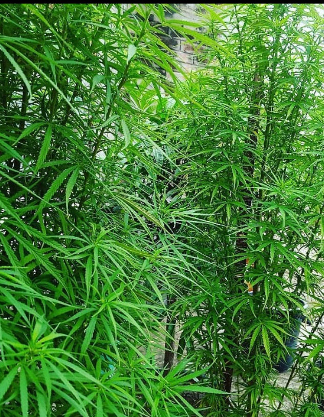 Cannabis plants outdoors