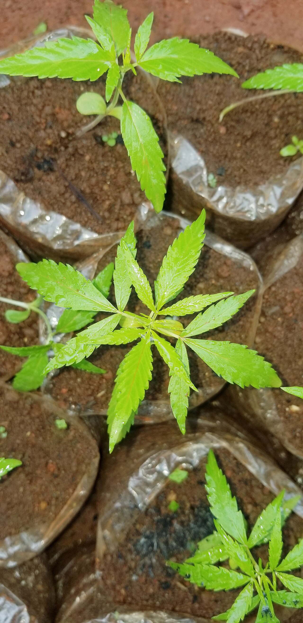Cannabis-Setzlinge im Wachstum
